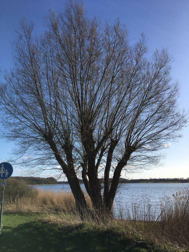 Ferienwohnung Am Noor Nahe Schleswig Und Dem Wikingerdorf Haithabu Fahrdorf  Eksteriør bilde